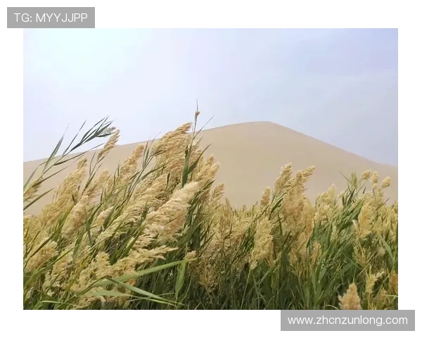 尊龙人生就是博一下d88：把握每一次机遇，让人生变得更加丰富多彩